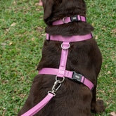 Peitoral para Cachorro H Aquarela Rosa Pink